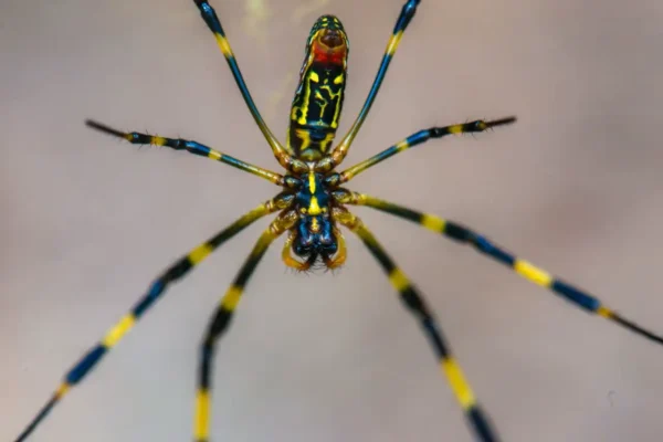 Joro Spiders are Parachuting into New York City