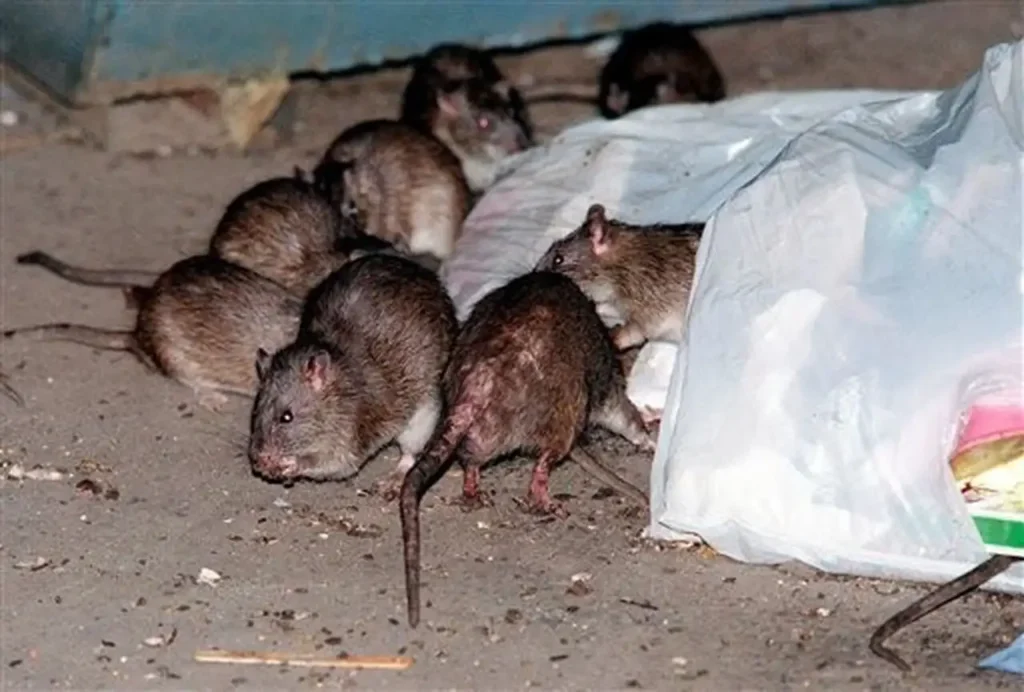 New York ranked 3rd Most Pest-Infested State In The Country